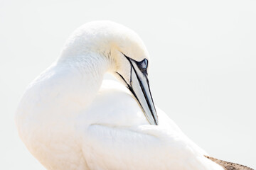 One wild bird in the wild, Northern Gannet on the island of Helgoland on the North Sea in Germany. In high-key