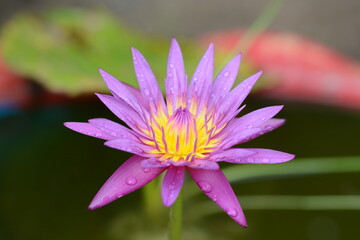Close up purple lotus flower in Thailand