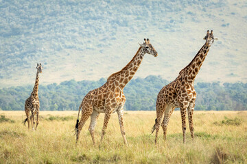 Three adult female giraffes walking together in Masai Mara plains in Kenya