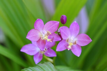 Close up Orchid flower in Thailand