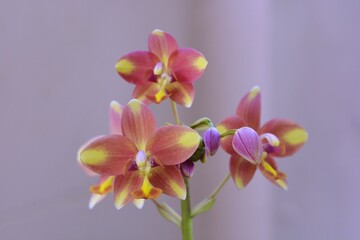 Fototapeta na wymiar Close up Orchid flower in Thailand