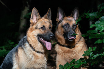 Two beautiful German Shepherd dogs, sitting together in the forest, close-up, sunlight on dog heads, the tongue sticking out of their mouth. Trees in the background