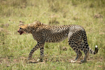 Landscape portrait of a cheetah walking with blood dripping from its mouth in Masai Mara in Kenya