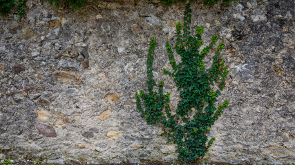 Efeu wächst auf Steinmauer