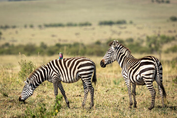 Fototapeta na wymiar Two zebras and lilac breasted roller in Masai Mara plains in Kenya