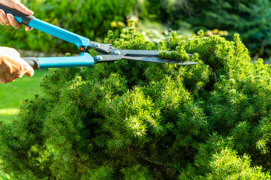 Female hands with garden shears while pruning a dwarf spruce in the bright sun