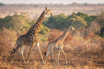 Male and female mating giraffes walking together in late afternoon in Kruger Park in South Africa