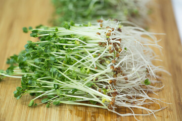 Fresh broccoli seeds sprout grown at home.