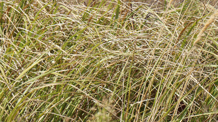 grass in the wind