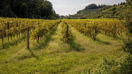 Fototapeta na wymiar Weinanbaugebiet