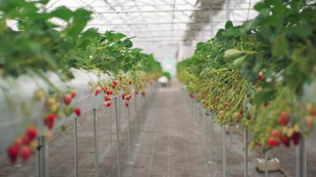 Walking On The Narrow Path Between The Sprouting Strawberries Growing Inside The Greenhouse In Wakayama, Japan. - dolly shot