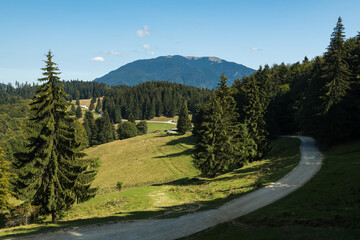 Fototapeta premium Panoramic View of a Path Leading to the Mountain through a Forest
