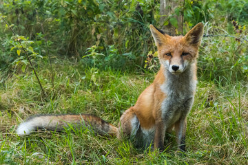 A Red Fox Patiently Waiting to be Photographed