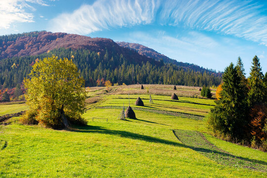 carpathian rural landscape in autumn. beautiful countryside scenery on a sunny day. haystacks on the green fields rolling through hills. trees in fall foliage