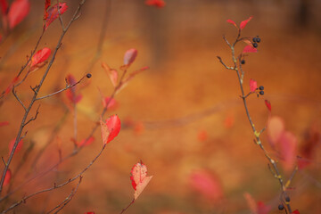 Autumn red leaves and brown brunches over blurred background. Autumn nature background with bokeh.  Fall blurred background. Copy space