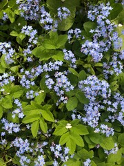 Lots of cute blue flowers forget-me-not and green foliage. Background