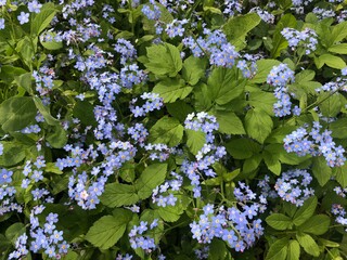 Lots of cute blue flowers forget-me-not and green foliage. Background