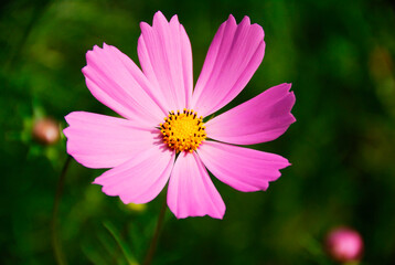Fototapeta premium コスモス