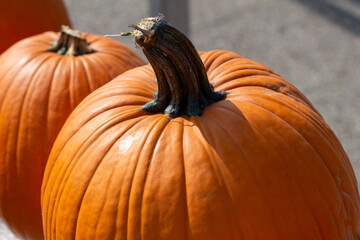 Close up abstract texture view of freshly harvested large orange pumpkins on a neutral asphalt background with copy space.