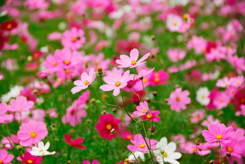 コスモス © Paylessimages