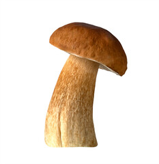 Mushroom isolated on white background