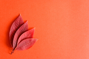 several red fallen autumn cherry leaves on a red paper background flat lay