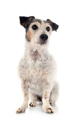 old jack russel terrier