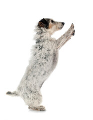 Obraz premium old jack russel terrier