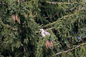 blonde buzzard in pine tree