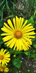 yellow dandelion flower