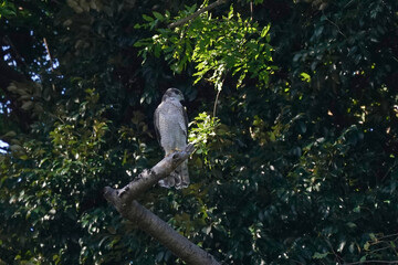 grey faced buzzard on branch