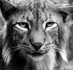 Hochkontrast - Luchsportrait monochrom