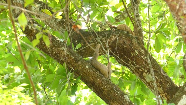 Magical Animals Called Pygmy Three Toed Sloths Are Real Gift Of Mother Earth