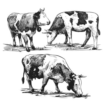 Alpine cows graze set hand drawn in a graphic style. Vintage vector engraving illustration for poster, web, packaging, branding, flyer, print. Isolated on white background