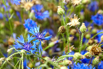 Cornflower - fresh blue wild flowers