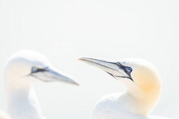 Portrait of pair of Northern Gannet, Sula bassana, Two birds love in soft light, animal love behaviour. Soft light in high-key