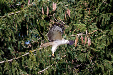bird of prey buzzard flying away