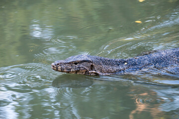 Close-up Water monitor -Varanus salvator - lizard in the park.