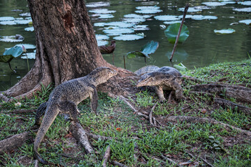Close up the Asian Two water monitor (Varanus salvator) - lizards fighting each other.