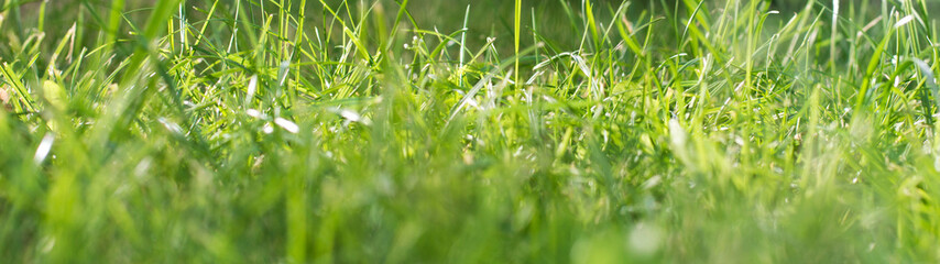 green grass closeup with sunbeams texture and background