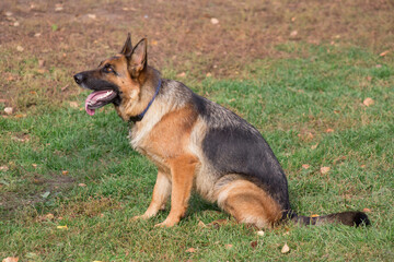 Cute german shepherd dog is sitting on a green grass in the autumn park. Pet animals.