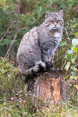 Wildkatze