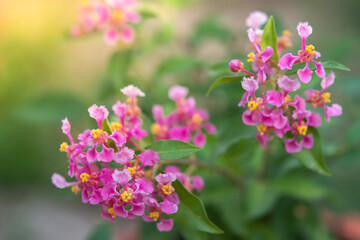 Pink cherry flowers bonsai tree.