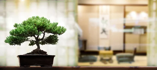 Fotobehang bonsai tree on wood on blur japanese house style background © Yanukit