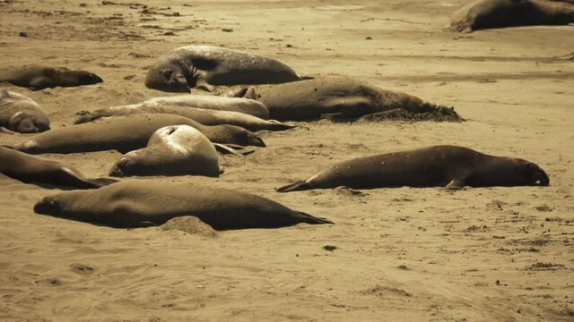 Several large adult Elephant Seals squirm and readjust themselves while taking an afternoon nap on the beach in the hot sun.