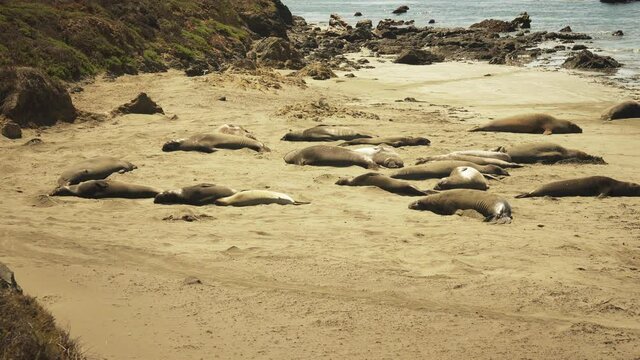 Long view of a large adult Elephant Seal throwing sand over its back to stay cool as it naps with other Elephant Seals.