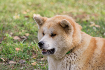 Portrait of cute akita inu puppy in the autumn park. Pet animals.