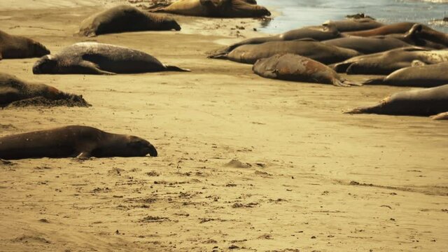 Large adult male Elephant Seal waddles quickly to an open spot on the beach so he can take an afternoon nap.