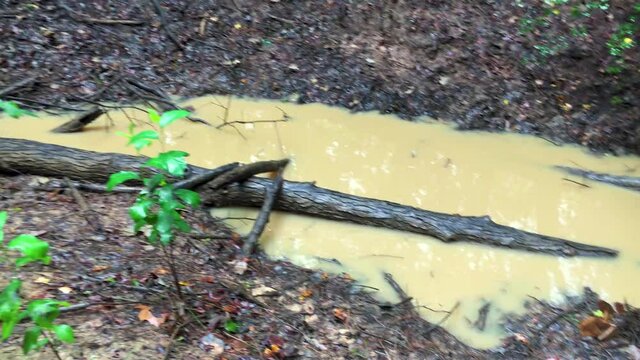 A muddy puddle after a heavy rainstorm, filled with fallen tree logs. 