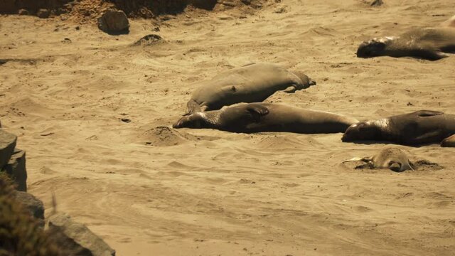 Group of juvenile Elephant Seals relax together in the sun and throw sand on their backs to keep themselves cool.